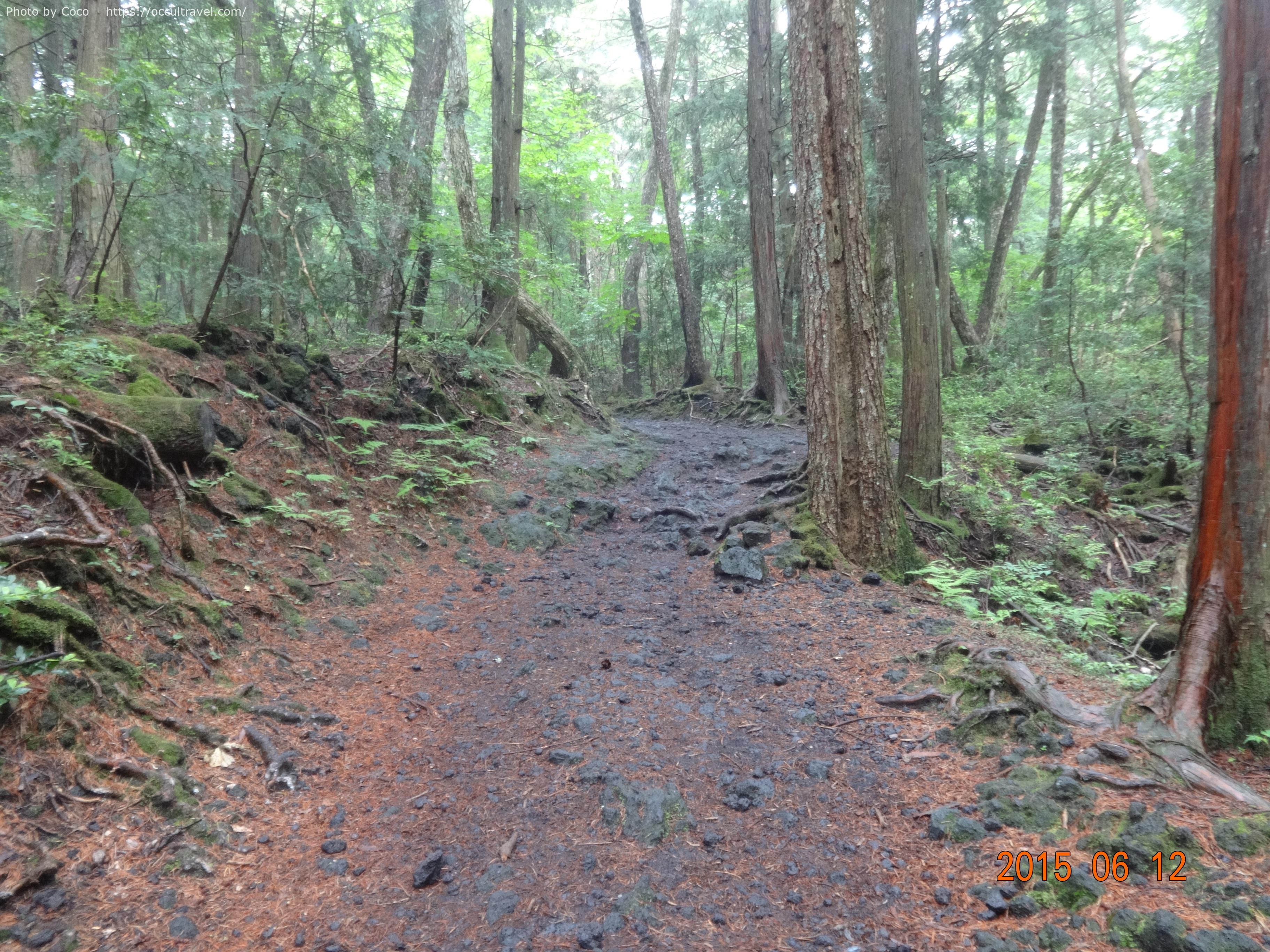 青木ヶ原樹海