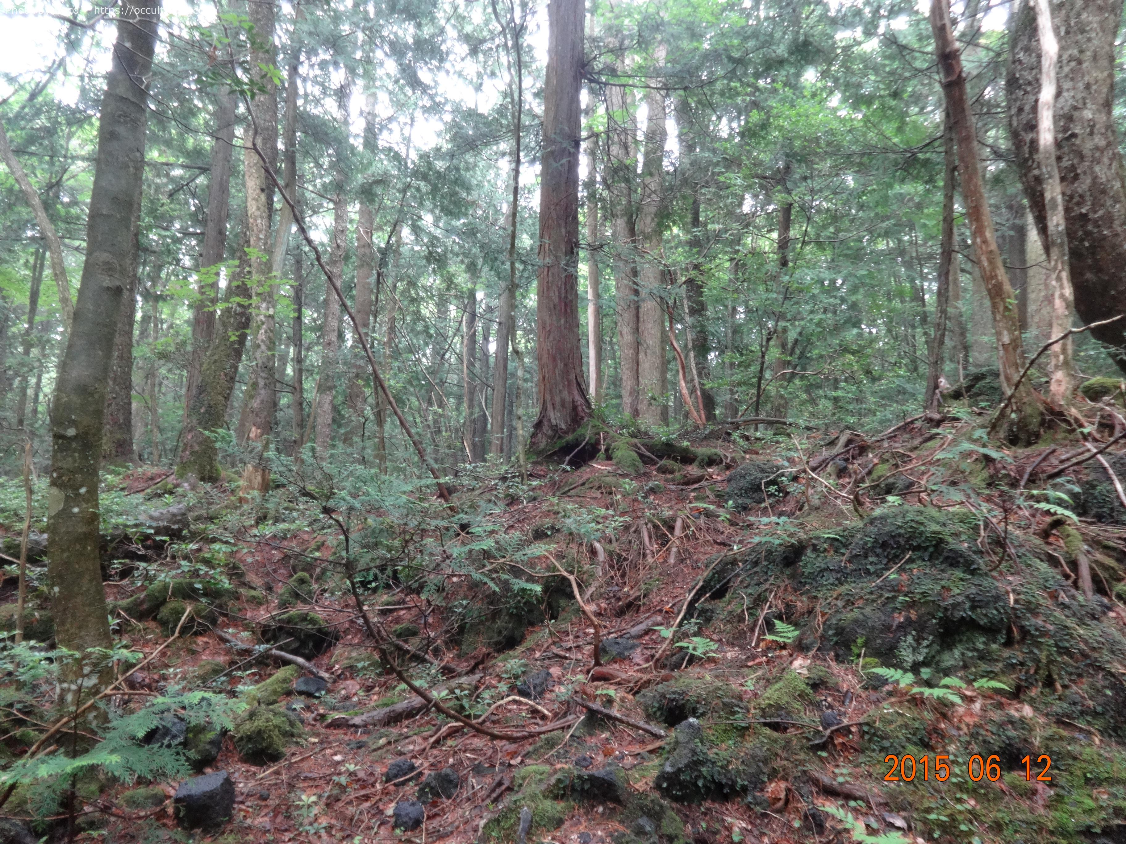 青木ヶ原樹海