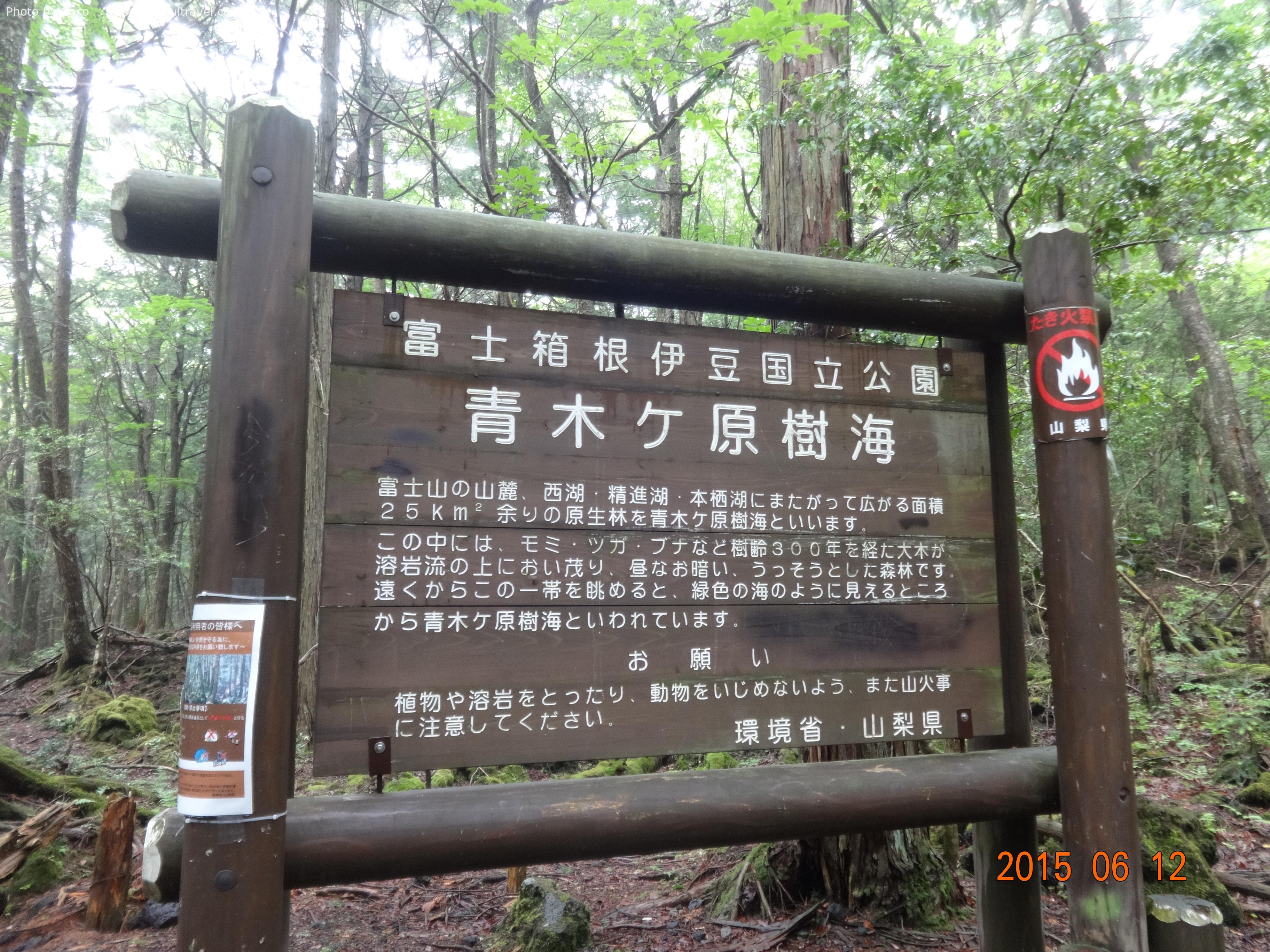 青木ヶ原樹海の森