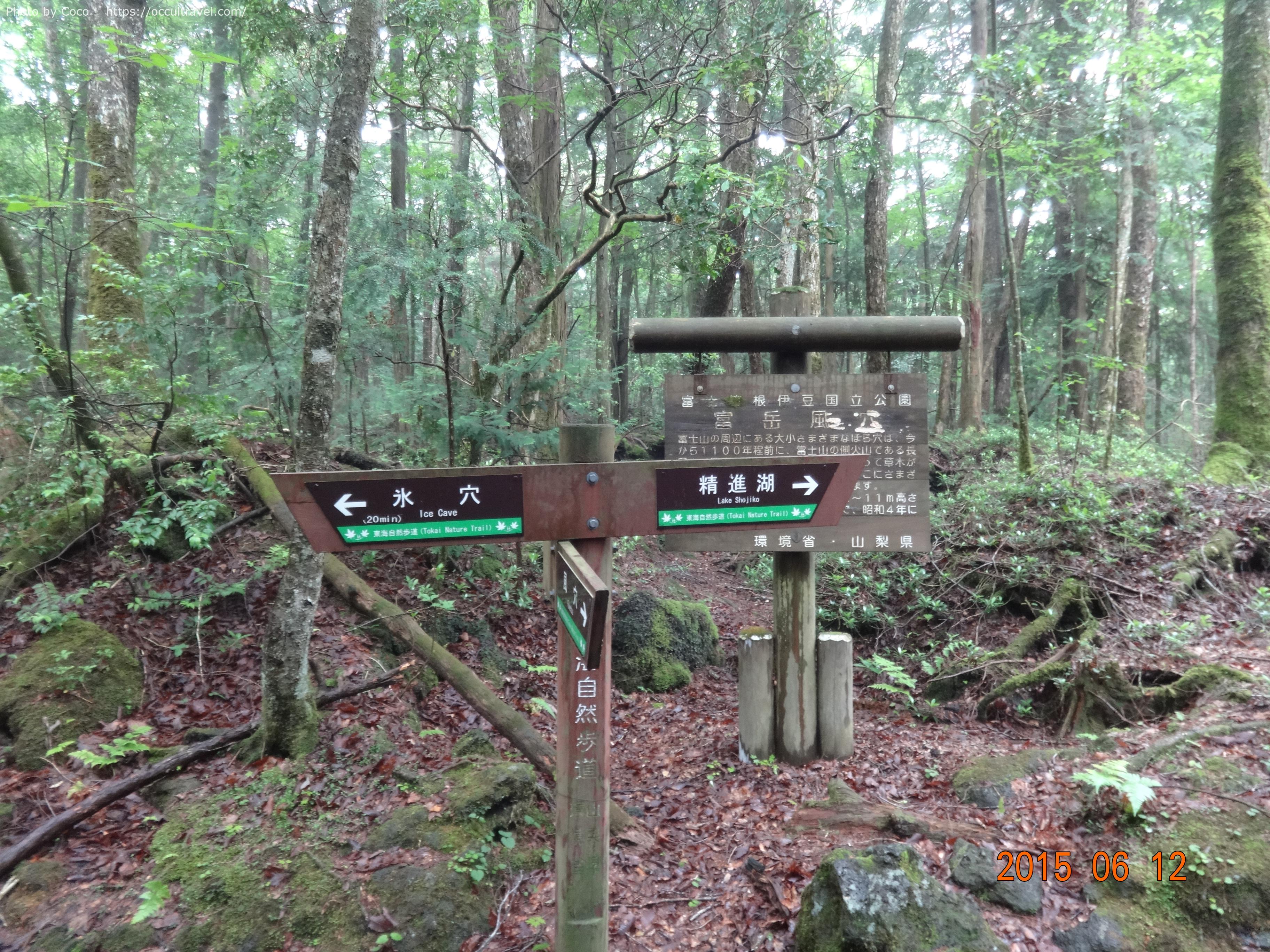 青木ヶ原樹海の森