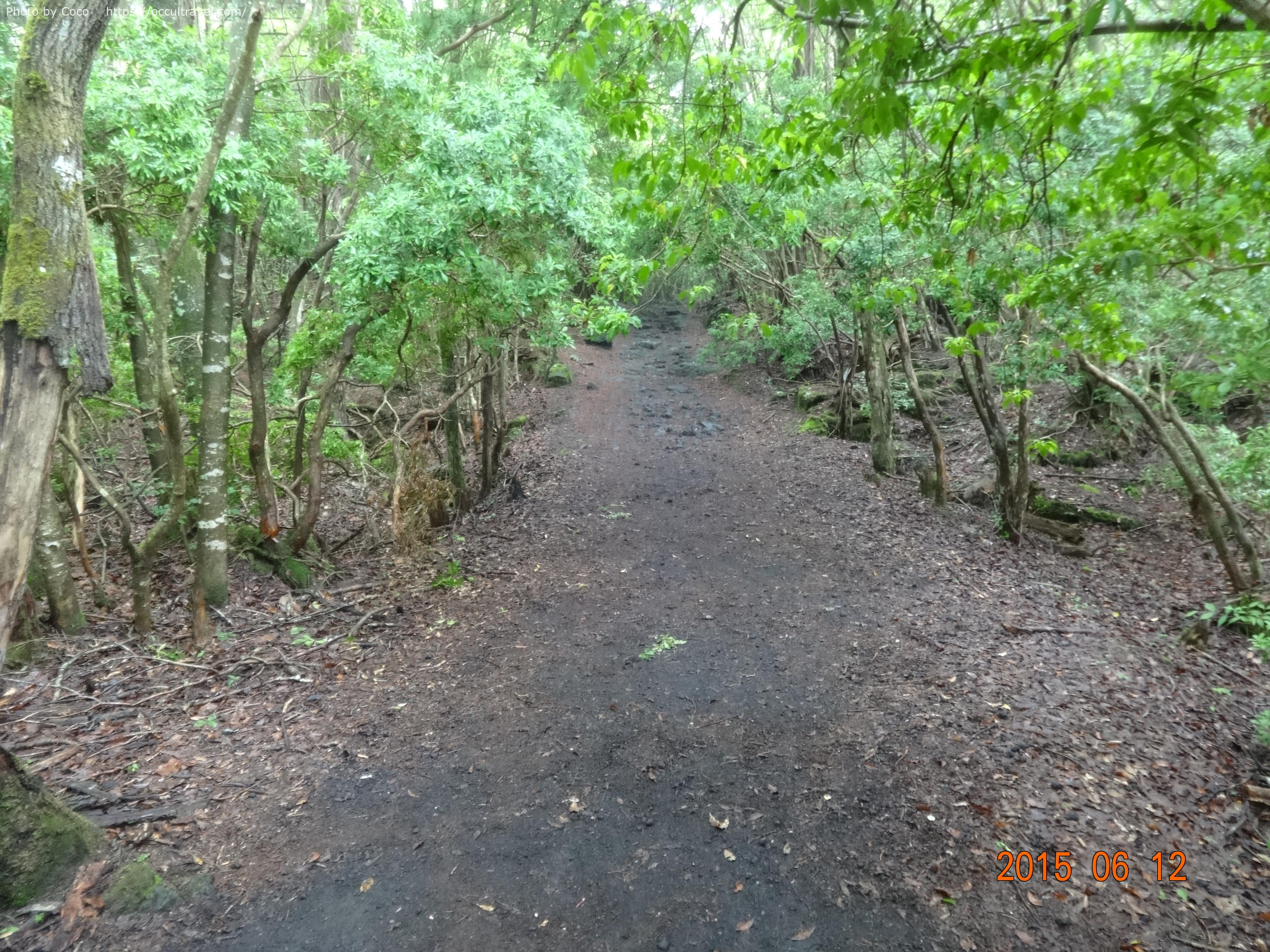 青木ヶ原樹海の遊歩道